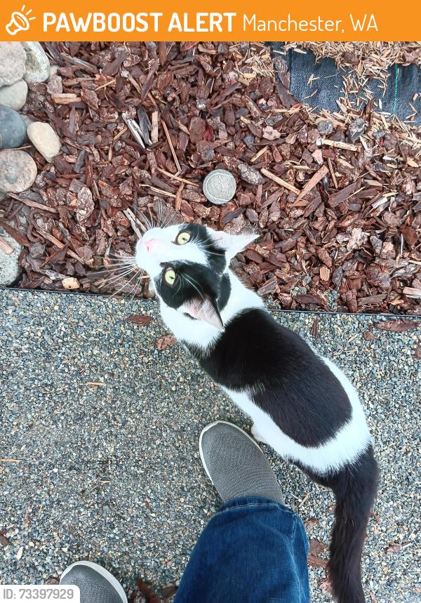 Found/Stray Unknown Cat last seen Monte Bella PL, Manchester, WA 98366