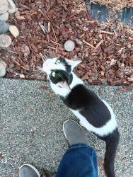 Found/Stray Unknown Cat last seen Monte Bella PL, Manchester, WA 98366