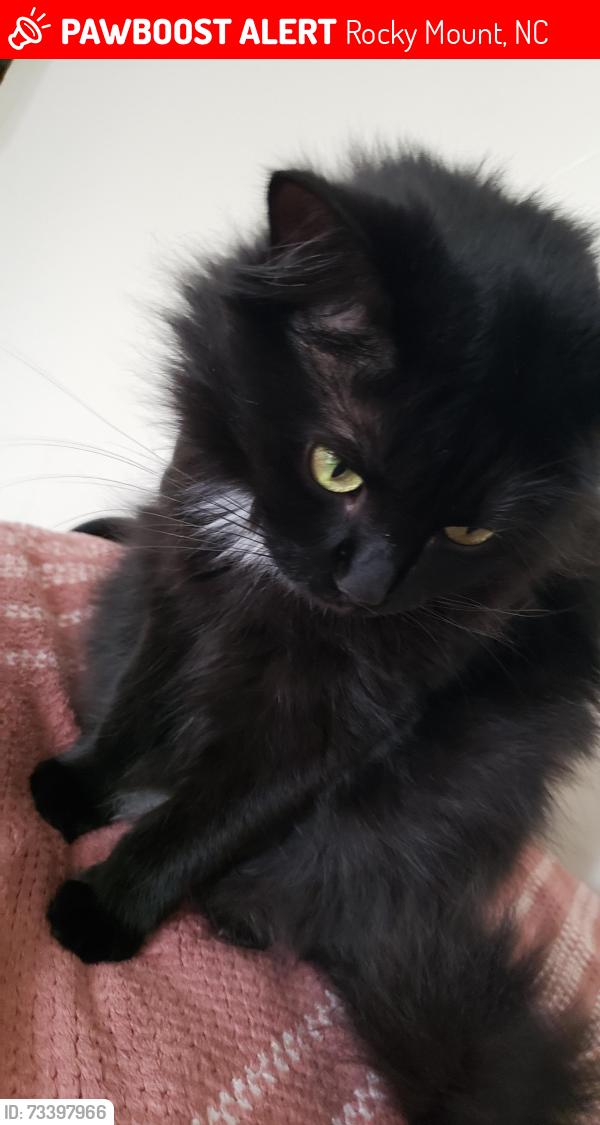 Lost Female Cat last seen Sunset Avenue, Rocky Mount, NC 27804