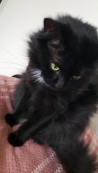 Lost Female Cat last seen Sunset Avenue, Rocky Mount, NC 27804