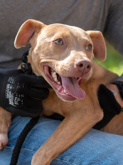 Shelter Stray Female Dog last seen Near Taffeta Court, 30058, GA, 3280 Chamblee Dunwoody Rd, Chamblee, GA 30341, USA