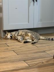 Reunited Female Cat last seen Between train stations Elder Ave and Morrison Ave, The Bronx, NY 10472