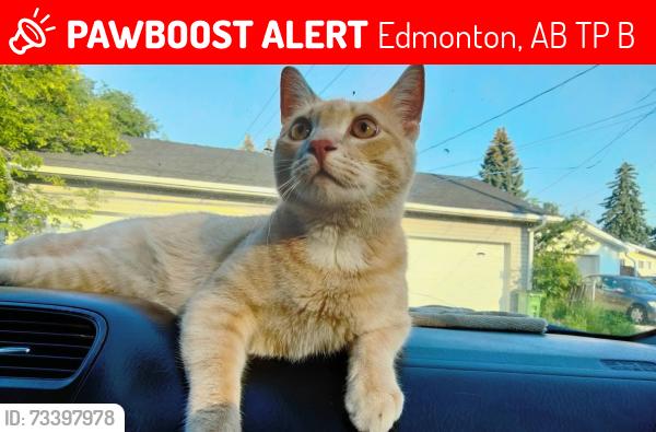 Lost Male Cat last seen Near 109 Ave NW Edmonton AB, Edmonton, AB T5P 1B6