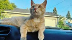 Lost Male Cat last seen Near 109 Ave NW Edmonton AB, Edmonton, AB T5P 1B6