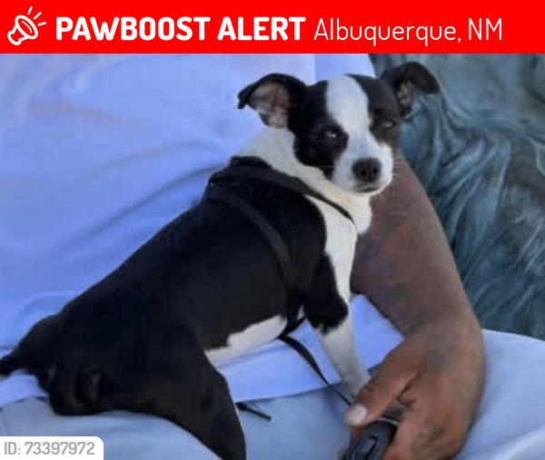 Lost Male Dog last seen San Mateo and metgomery, Albuquerque, NM 87109