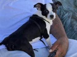 Lost Male Dog last seen San Mateo and metgomery, Albuquerque, NM 87109