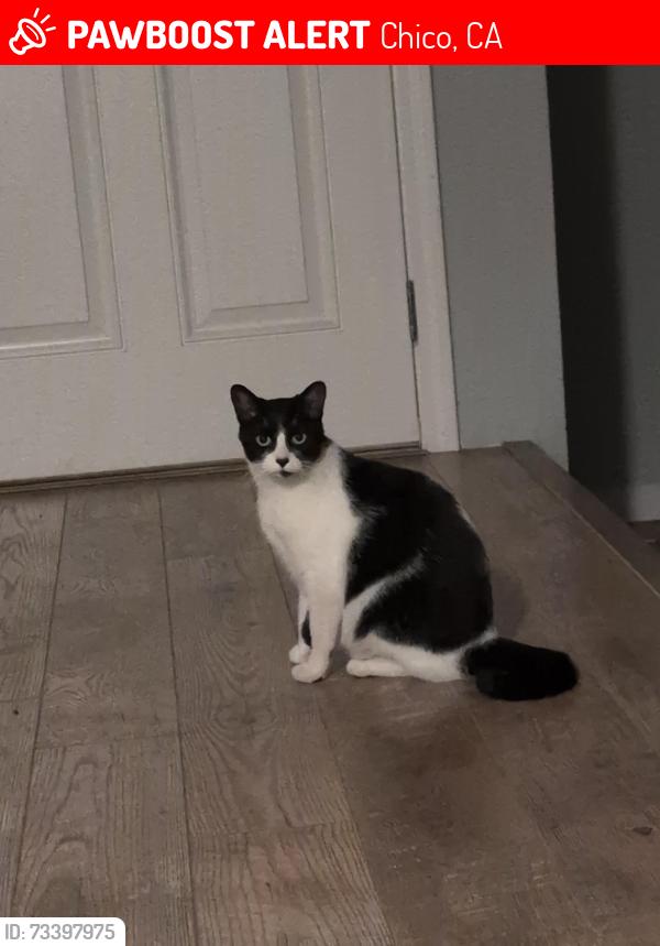 Lost Female Cat last seen California Park Dr, Chico, CA 95928