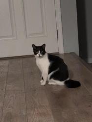 Lost Female Cat last seen California Park Dr, Chico, CA 95928