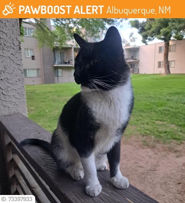 Found/Stray Male Cat last seen Mont 44 apts, Albuquerque, NM 87109