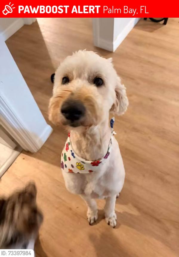 Lost Male Dog last seen Jupiter and malabar, Palm Bay, FL 32907