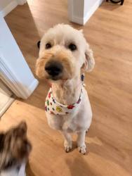 Lost Male Dog last seen Jupiter and malabar, Palm Bay, FL 32907