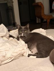 Lost Male Cat last seen Via la Circula and Via Bonita, Redondo Beach, CA 90277