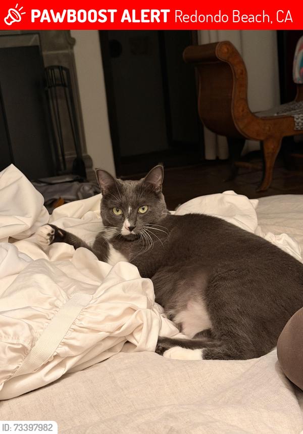 Lost Male Cat last seen Via la Circula and Via Bonita, Redondo Beach, CA 90277