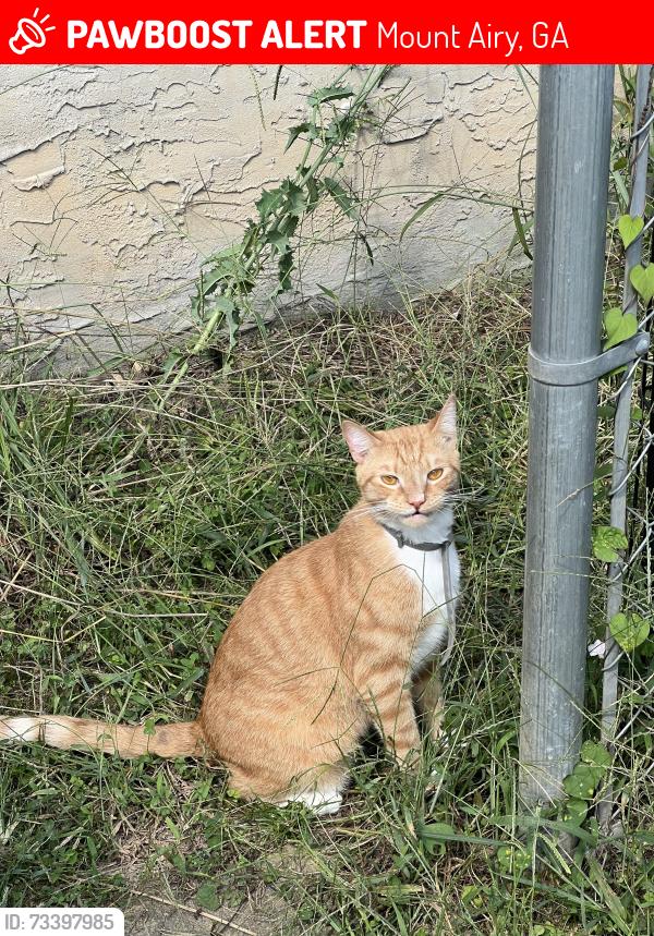 Lost Male Cat last seen Keller rd, Mount Airy, GA 30544