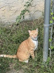 Lost Male Cat last seen Keller rd, Mount Airy, GA 30544