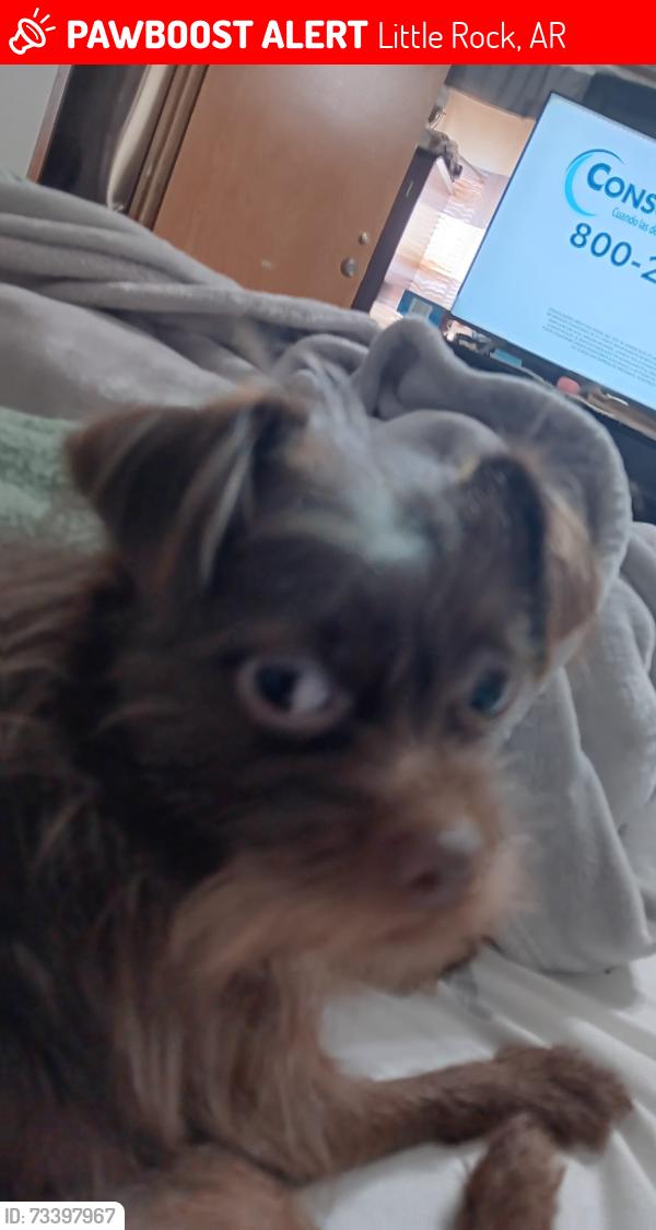 Lost Female Dog last seen Sunflower street little rock ar 72209, Little Rock, AR 72209