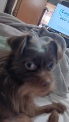 Lost Female Dog last seen Sunflower street little rock ar 72209, Little Rock, AR 72209