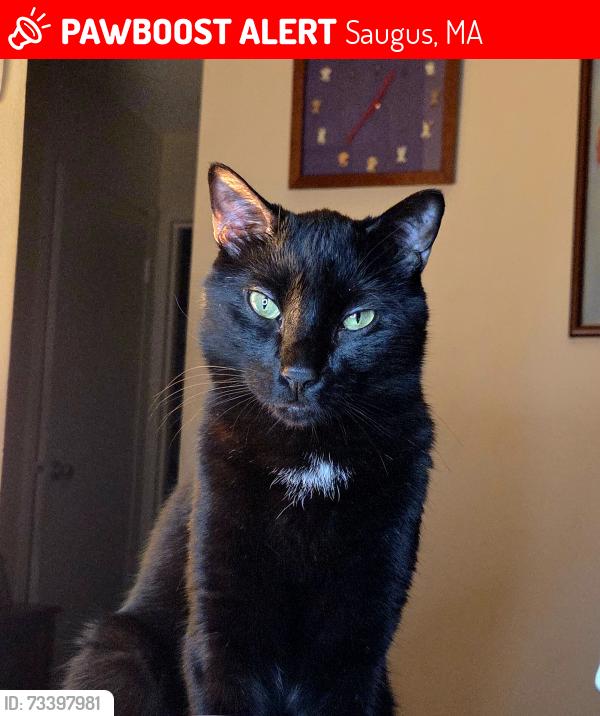 Lost Male Cat last seen Main street, Saugus, MA 01906