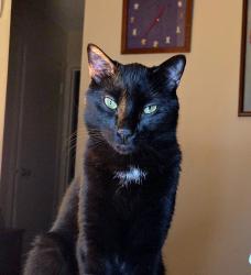 Lost Male Cat last seen Main street, Saugus, MA 01906