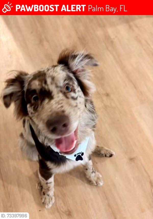 Lost Female Dog last seen Malabar and jupiter, Palm Bay, FL 32907