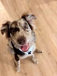 Lost Female Dog last seen Malabar and jupiter, Palm Bay, FL 32907