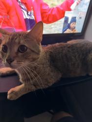 Lost Male Cat last seen Near N Wolcott Ave, Chicago, IL 60640