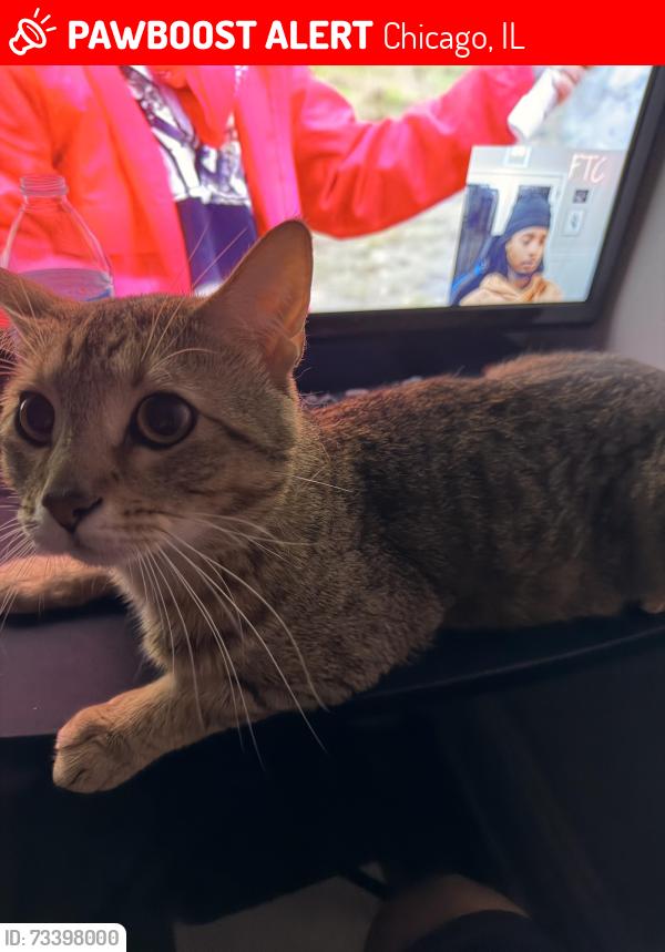 Lost Male Cat last seen Near N Wolcott Ave, Chicago, IL 60640