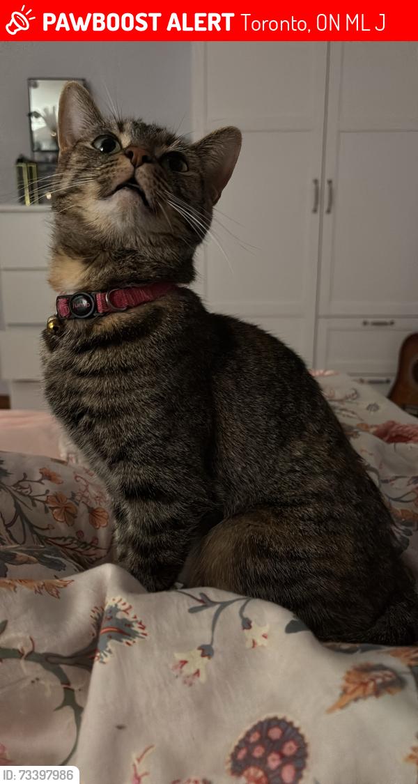 Lost Female Cat last seen Jane and Sheppard Golden Supermarket, Toronto, ON M3L 2J9
