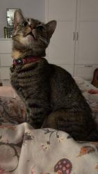 Lost Female Cat last seen Jane and Sheppard Golden Supermarket, Toronto, ON M3L 2J9