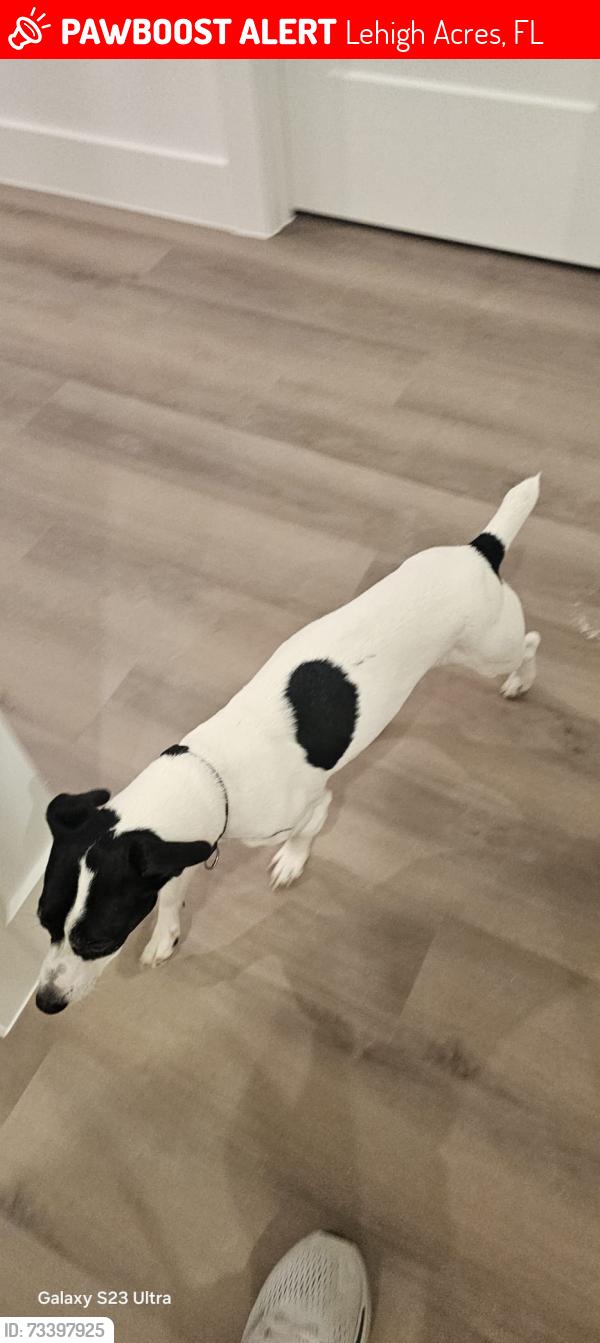 Lost Male Dog last seen Calle Colin calle Bryan,.Sunshine,Gunnery,Bruce, Lehigh Acres, FL 33971