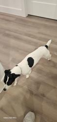 Lost Male Dog last seen Calle Colin calle Bryan,.Sunshine,Gunnery,Bruce, Lehigh Acres, FL 33971