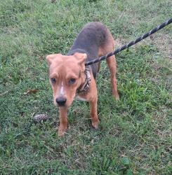Found/Stray Male Dog last seen Forest Road, Pleasant Garden, NC 27406