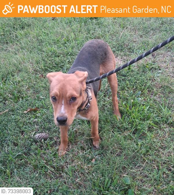 Found/Stray Male Dog last seen Forest Road, Pleasant Garden, NC 27406