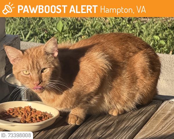 Found/Stray Male Cat last seen Creek Ave, Hampton, VA 23669