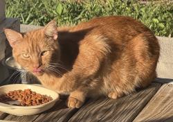 Found/Stray Male Cat last seen Creek Ave, Hampton, VA 23669