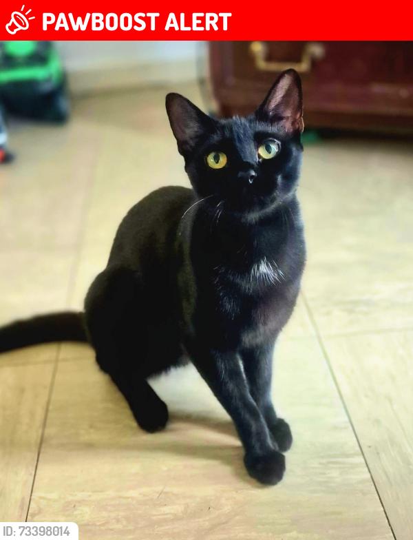 Lost Female Cat last seen Lowfield street Dartford da11lh, Kent, England DA1 1LH