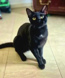 Lost Female Cat last seen Lowfield street Dartford da11lh, Kent, England DA1 1LH
