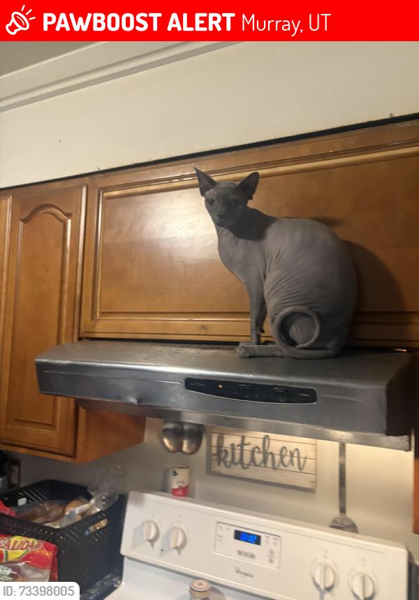 Lost Male Cat last seen Near S., Murray, UT 84123