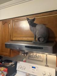 Lost Male Cat last seen Near S., Murray, UT 84123