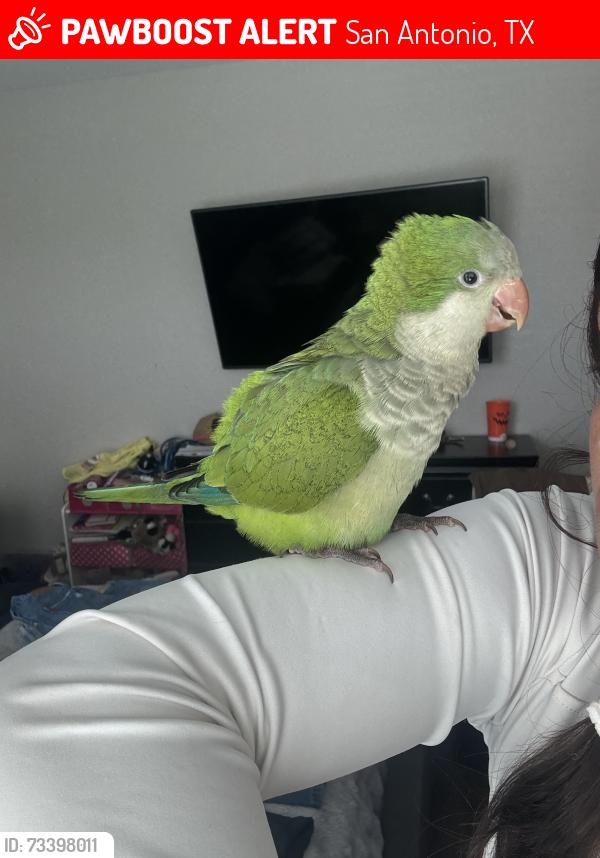 Lost Unknown Bird last seen Walmart, San Antonio, TX 78245