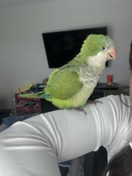 Lost Unknown Bird last seen Walmart, San Antonio, TX 78245