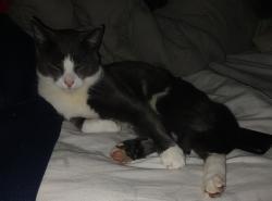 Lost Male Cat last seen Harlan and East, Ludlow, MA 01056