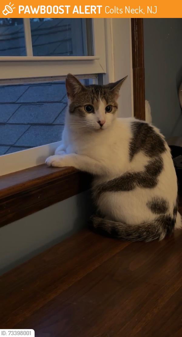 Found/Stray Unknown Cat last seen Lakeside Ave/Galloping Hill Rd, Colts Neck, NJ 07722