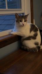 Found/Stray Unknown Cat last seen Lakeside Ave/Galloping Hill Rd, Colts Neck, NJ 07722