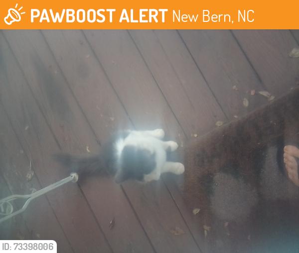 Found/Stray Unknown Cat last seen Tatum dr, New Bern, NC 28560