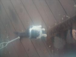 Found/Stray Unknown Cat last seen Tatum dr, New Bern, NC 28560