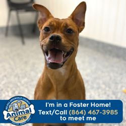 Shelter Stray Female Dog last seen , 328 Furman Hall Rd, Greenville, SC 29609, USA