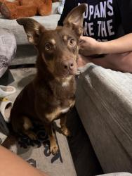 Found/Stray Female Dog last seen Lauderhill Paul turner elementary, Lauderhill, FL 33313