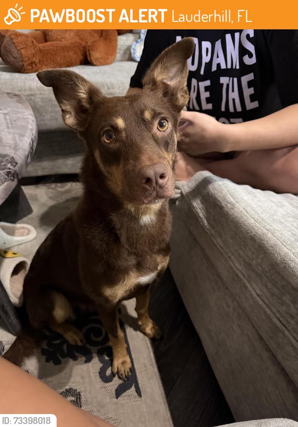 Found/Stray Female Dog last seen Lauderhill Paul turner elementary, Lauderhill, FL 33313