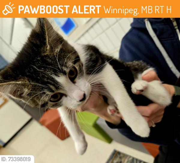 Found/Stray Unknown Cat last seen Killarney and Acadia, Winnipeg, MB R3T 3H9